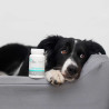 VET EXPERT KalmVet 60 kapsúl TWIST OFF – proti stresu