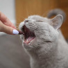 VET EXPERT URINOVET CAT DILUTION - podpora močových ciest pre mačky