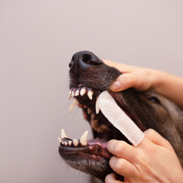 VET EXPERT CARYODENT® VLHČENÉ OBLIEKOVAČE NA PRSTY