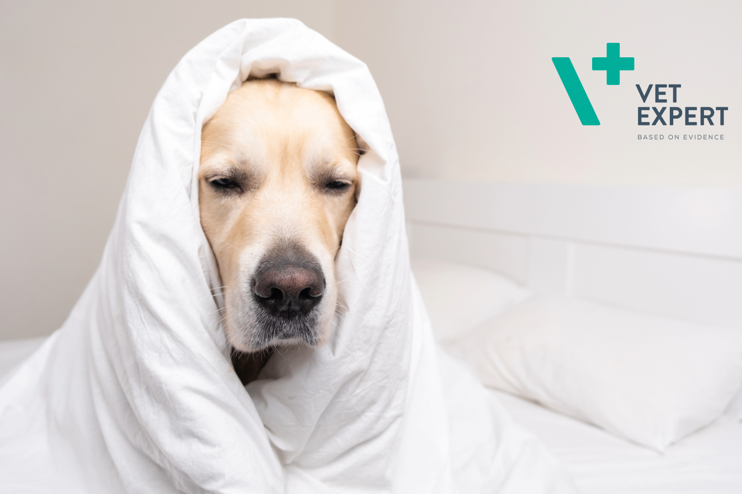 Čo robiť, keď pes kašle?