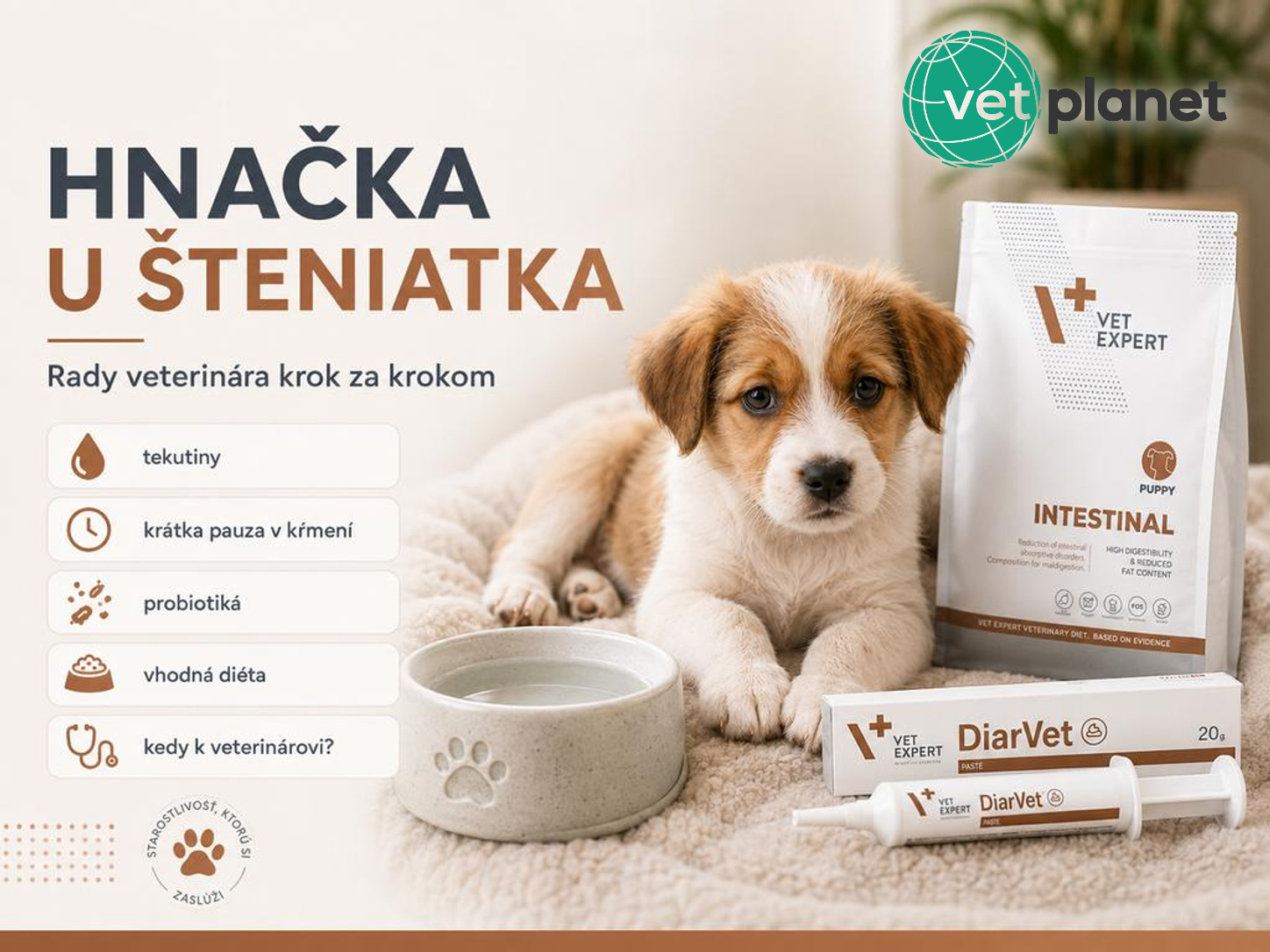 Čo robiť, keď má šteniatko hnačku? Rady veterinára krok za krokom