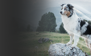 Pies rasy border collie na łące