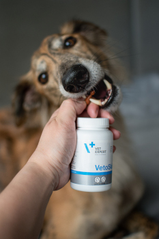 Vitamíny a doplnky výživy pre psov